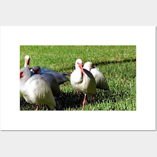 American White Ibis Posters and Art